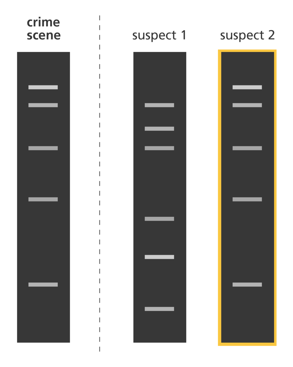 What DNA is profiling used for?