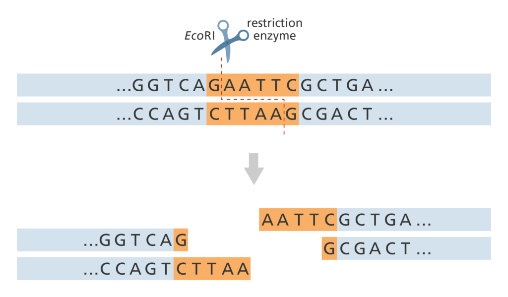 How do you map a genome?
