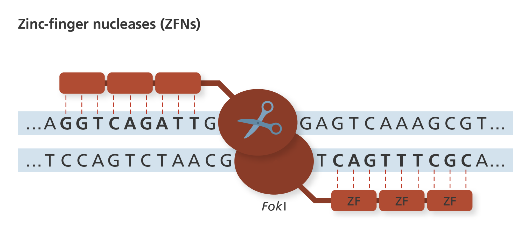 The evolution of genome editing tools