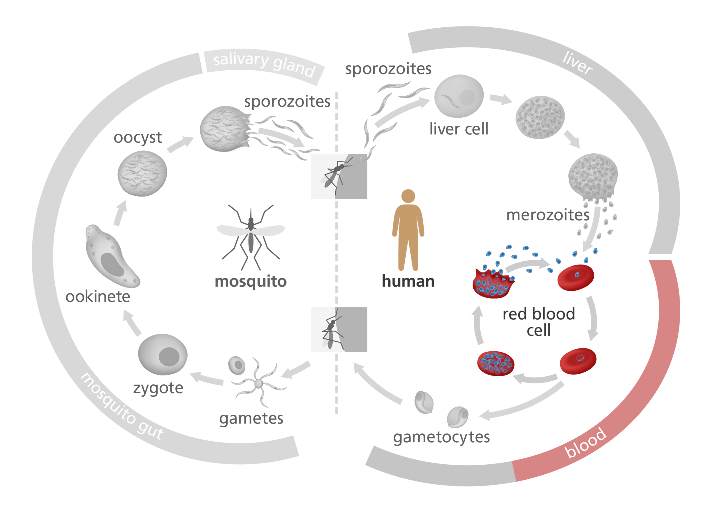 Illustration highlighting the red blood cell stage of the malaria parasite life cycle