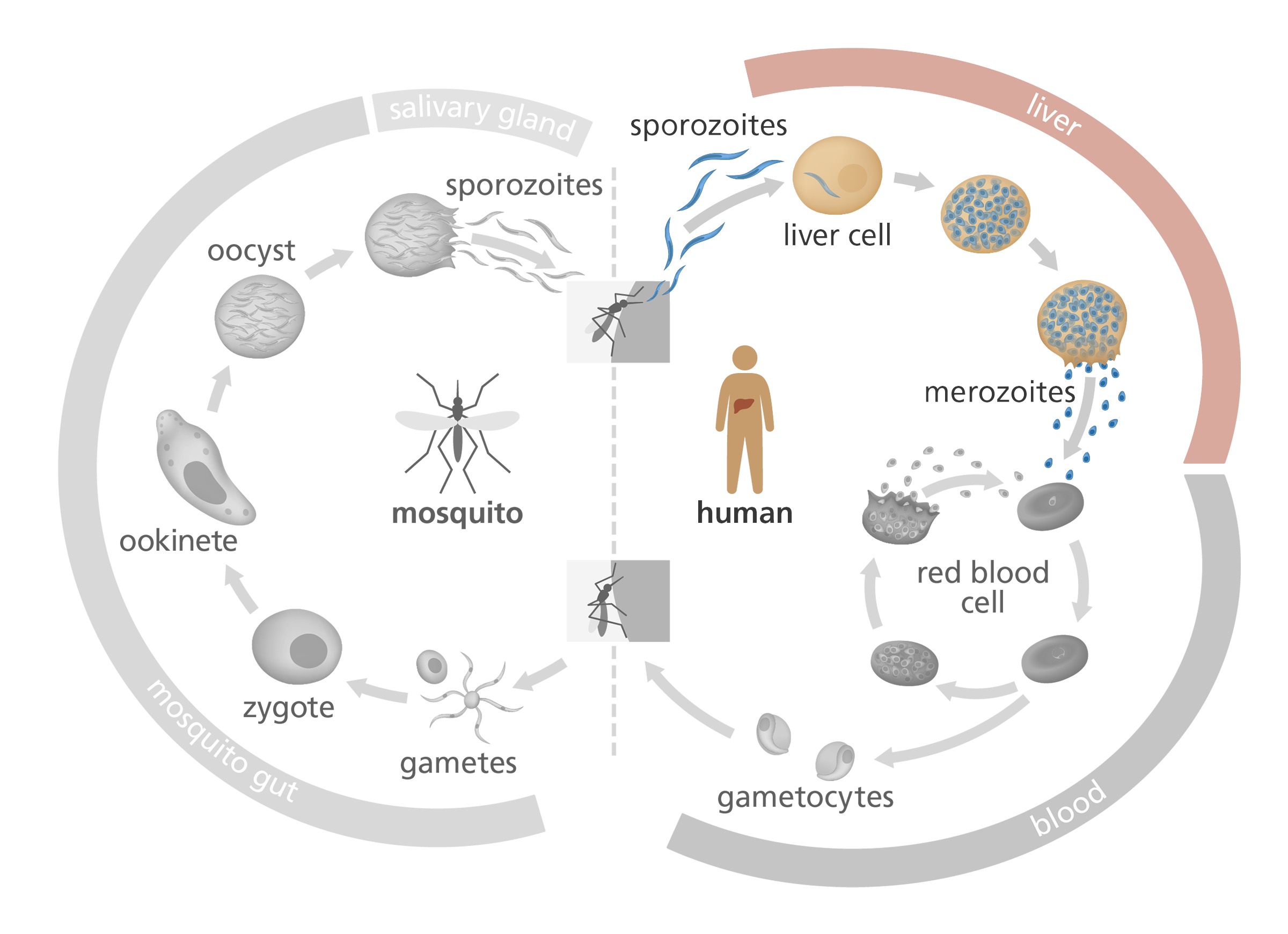 Illustration showing the life cycle of the malaria parasite, with the liver stage highlighted. The RTS,S vaccine (aka Mosquirix) targets the sporozoite and liver stages of the Plasmodium life cycle, to prevent progression to the blood stage.