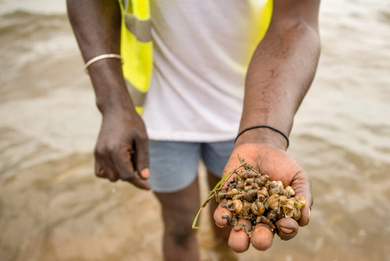 someone holding the parasite’s larvae.