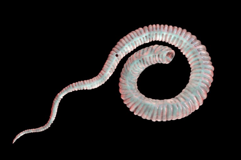 3d illustration of a guinea-worm