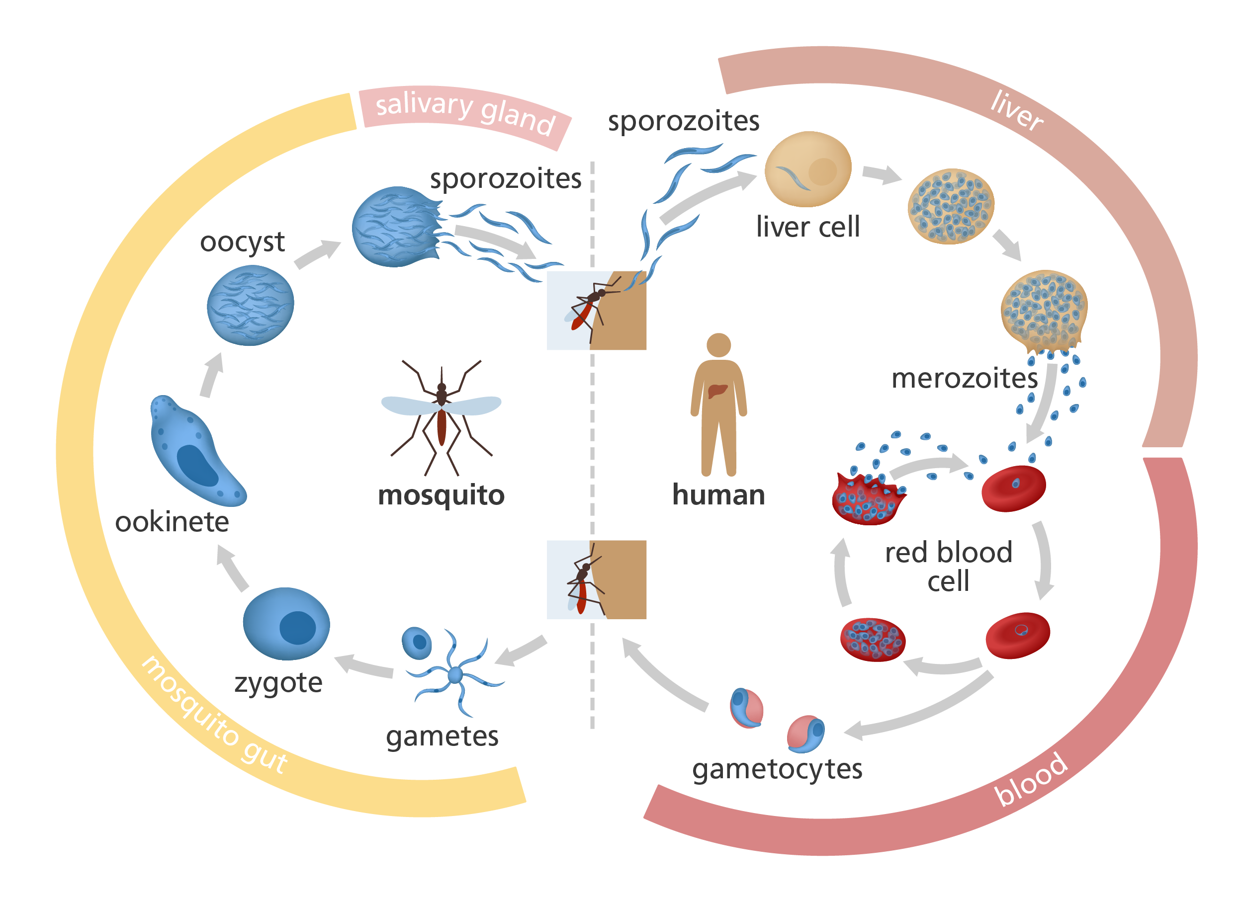 Illustration showing the life cycle of the malaria parasite, with its different stages in human and in mosquito.