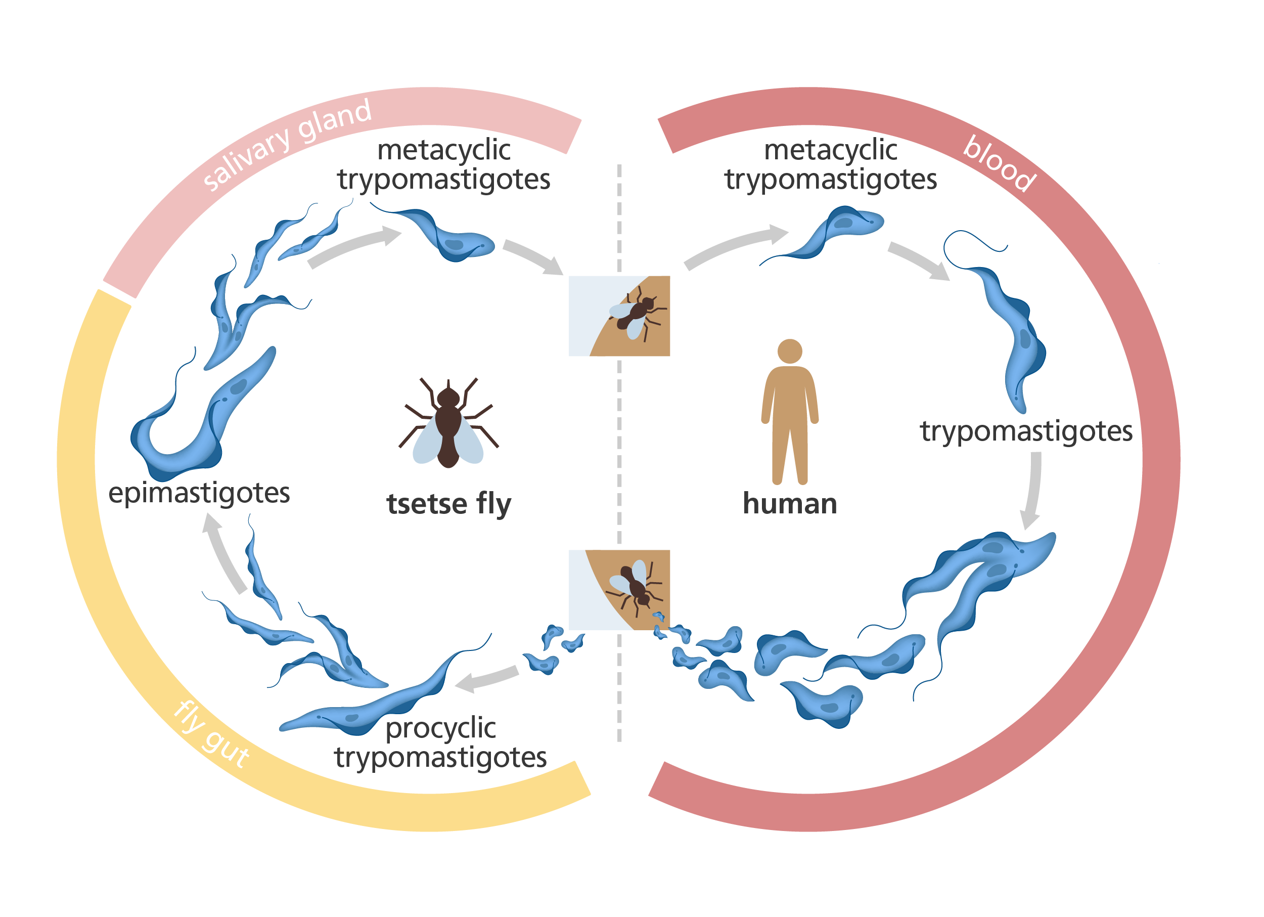 Illustration of the life cycle of the trypanosome parasite that causes African sleeping sickness, with its stages on human and the tse tse fly.