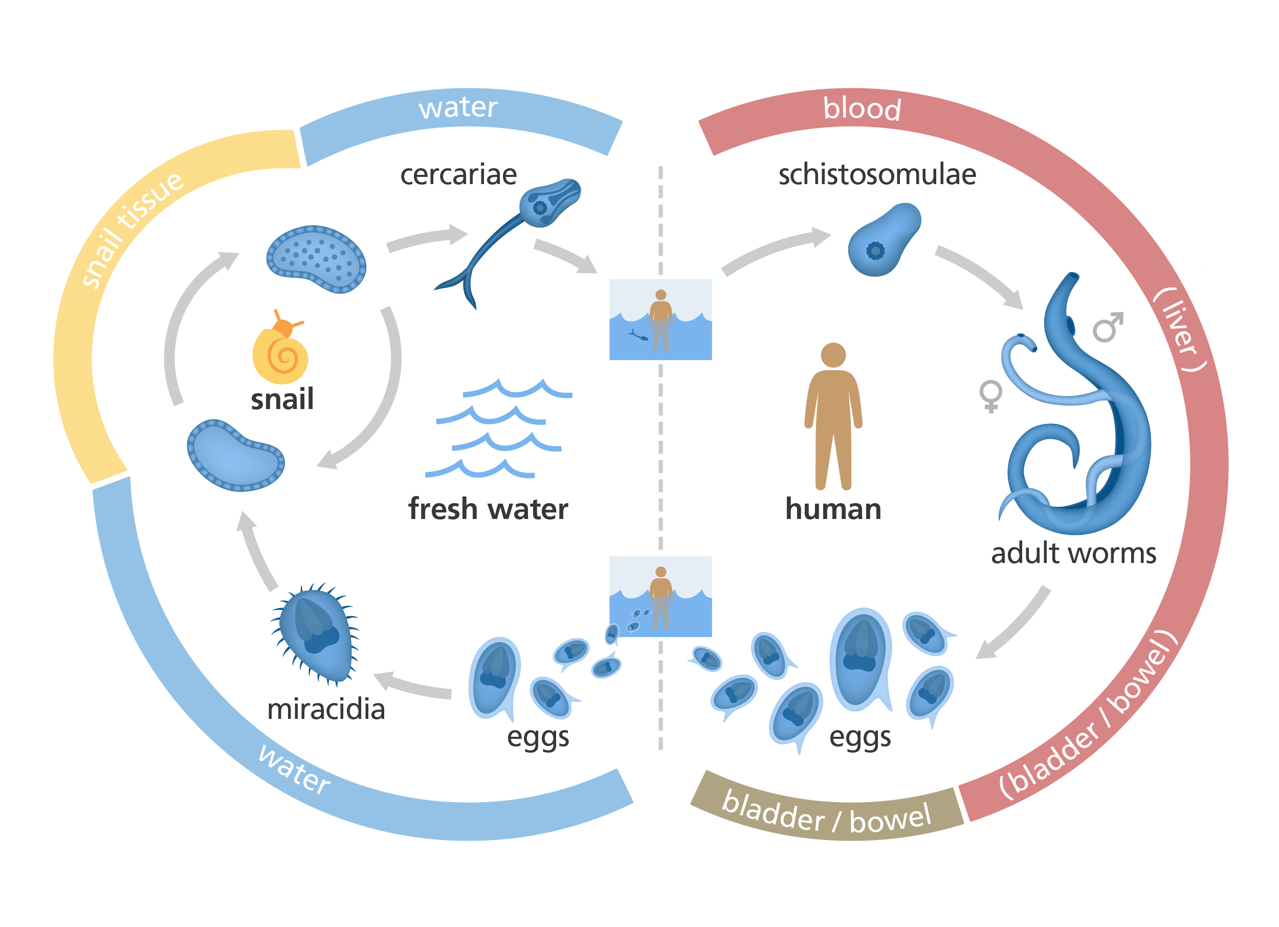 Illustration to show the life cycle of the schistosome parasite, with its stages in snail, human, and fresh water.