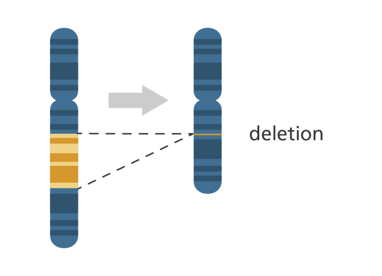 Full length chromosome with a section highlighted, next to a shorter chromosome with the yellow section missing indicating a deletion mutation.