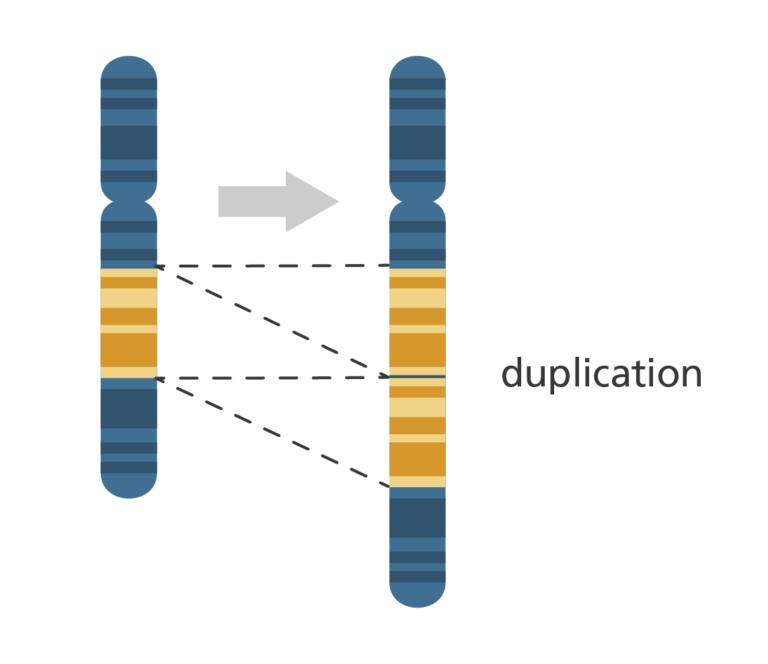 A full chromosome with a section highlighted in yellow. Next to a longer chromosome with the yellow section appearing twice.