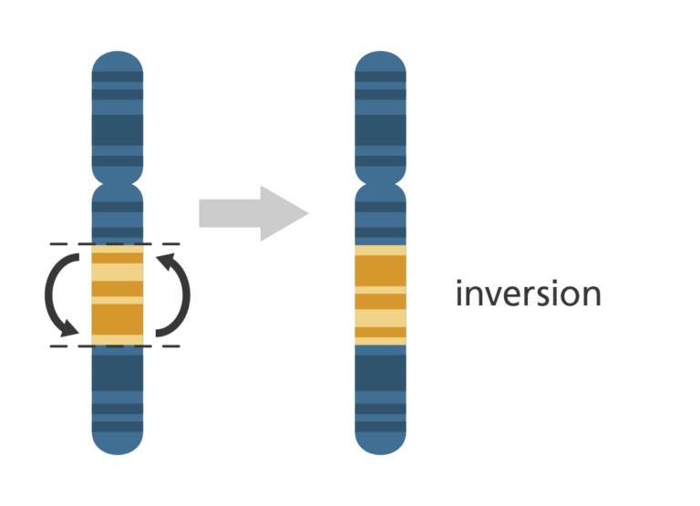 A vertical chromosome on the left with a yellow section in the middle that has darker horizontal bands. On the right the yellow section has flipped round so that the order of the darker bands is reversed if viewing the whole chromosome vertically.