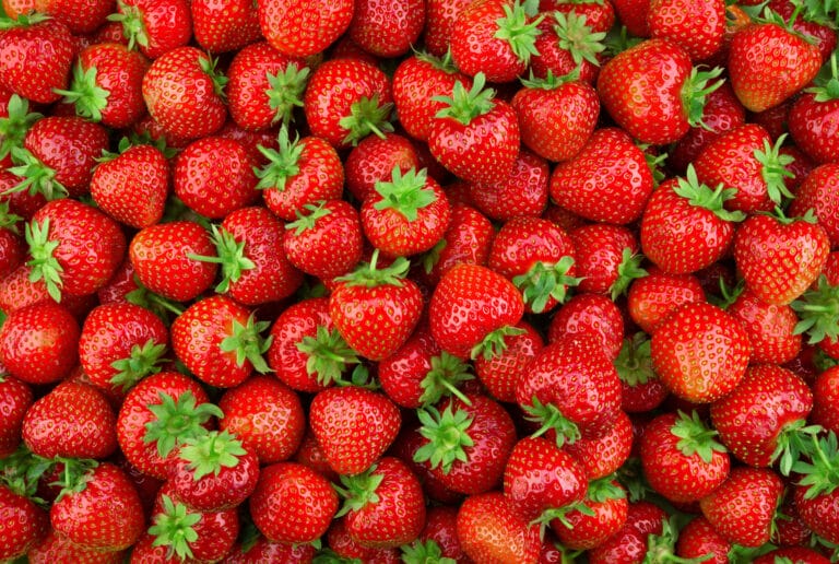 picture of lots of bright red shiny strawberries
