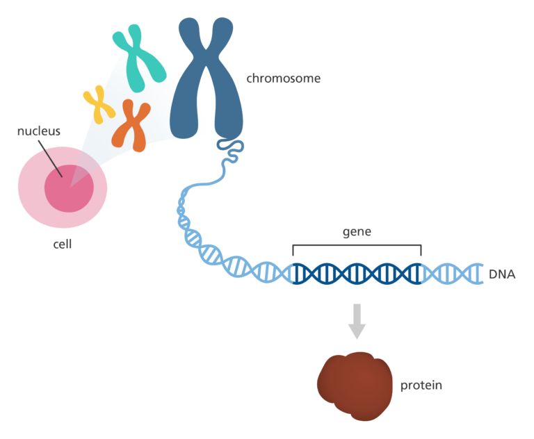Illustration showing how DNA is found within a cell nucleus and stored in chromosomes. A gene is a section of DNA that provides the instructions to make proteins, the building blocks of life.