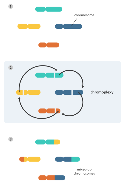 Illustration of Chromoplexy. Chromoplexy is like genetic musical chairs where parts of chromosomes swap with each other, resulting in mixed-up chromosomes