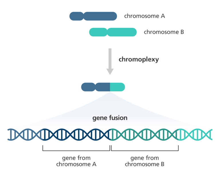 Illustration of gene fusion produced after chromoplexy. Gene fusion happens when two different genes that weren't originally connected are now joined together.