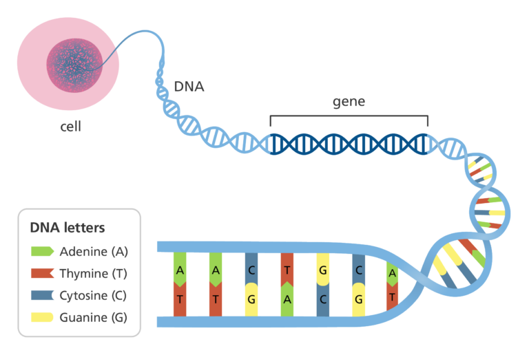 DNA is stored in almost every cell in our body. Sections of DNA that contain instructions are called genes. These instructions are written in a code of 4 chemical letters: Adenine (A), Thymine (T), Cytosine (C), and Guanine (G). A always pairs with T, and C always pairs with G.