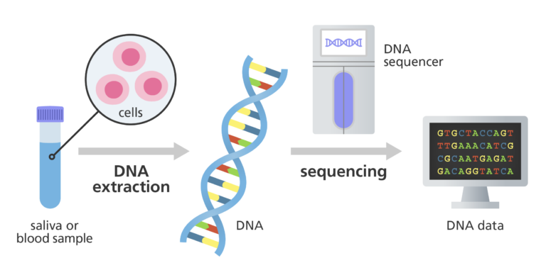 People donate a sample of saliva or blood containing cells, from which DNA is taken (or extracted). The DNA is sent for sequencing in a laboratory, where machines called DNA sequencers turn the DNA into data.
