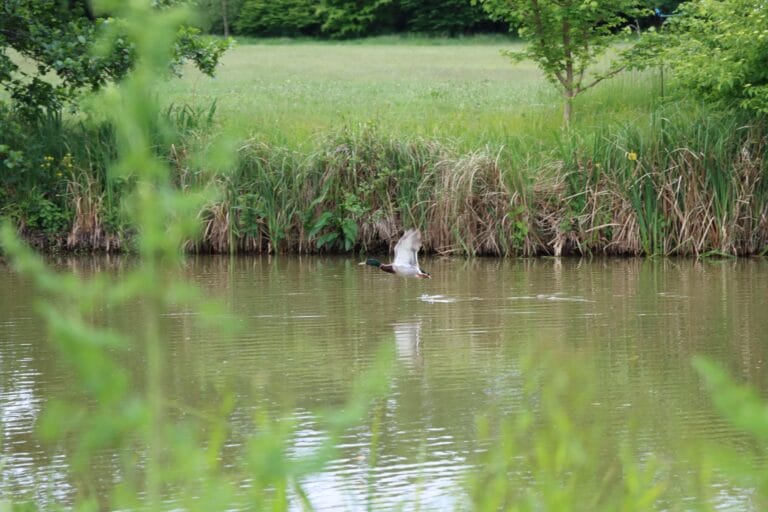 A Mallard flying across the Wellcome Genome Campus lake.